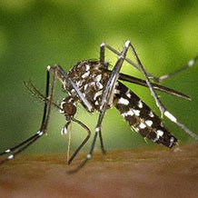 Zwalczanie komarów